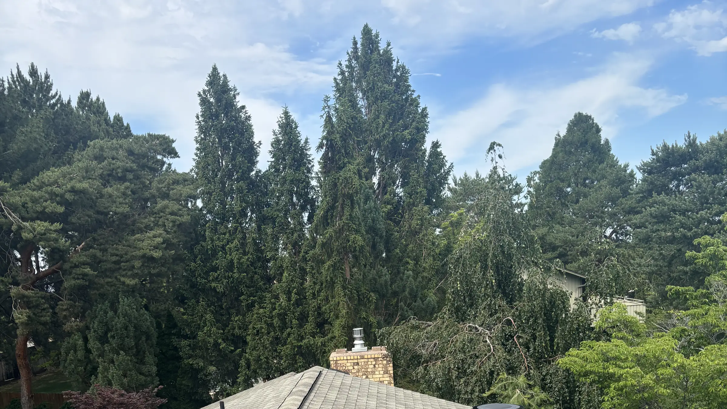 A finished shingle roof with tall evergreens filling the skyline behind it